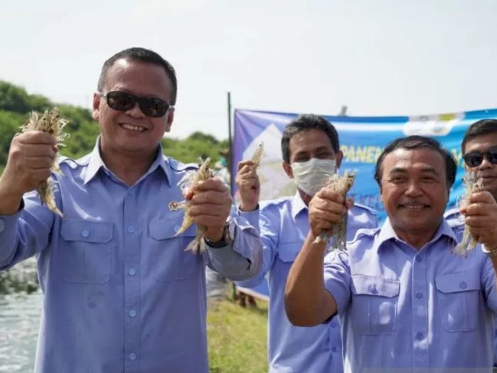 Apa Itu Benur? Penyebab Menteri KKP Edhy Prabowo Ditangkap KPK