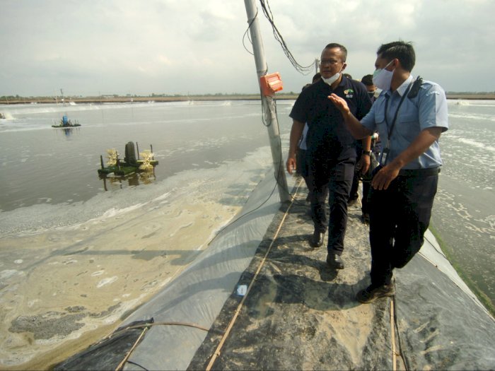 Menteri Edhy Prabowo Ditangkap KPK, Tata Kelola Ekspor Benih Lobster Minta Diperbaiki