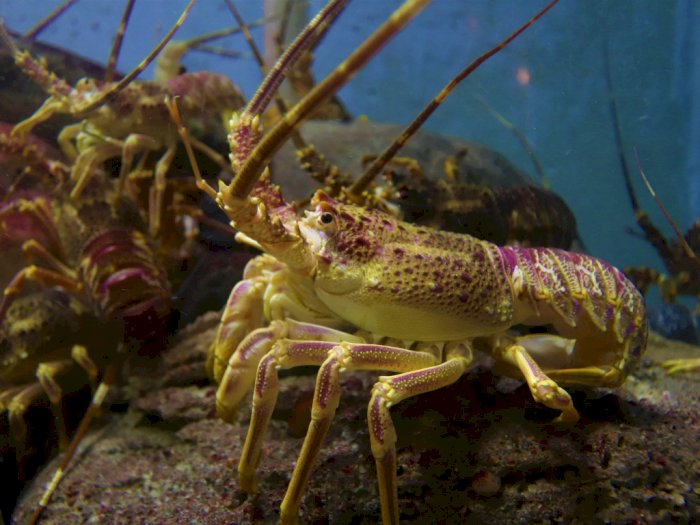 Terkait Kasus Menteri Edhy, Surat Ekspor Benih Lobster Disetop Sementara