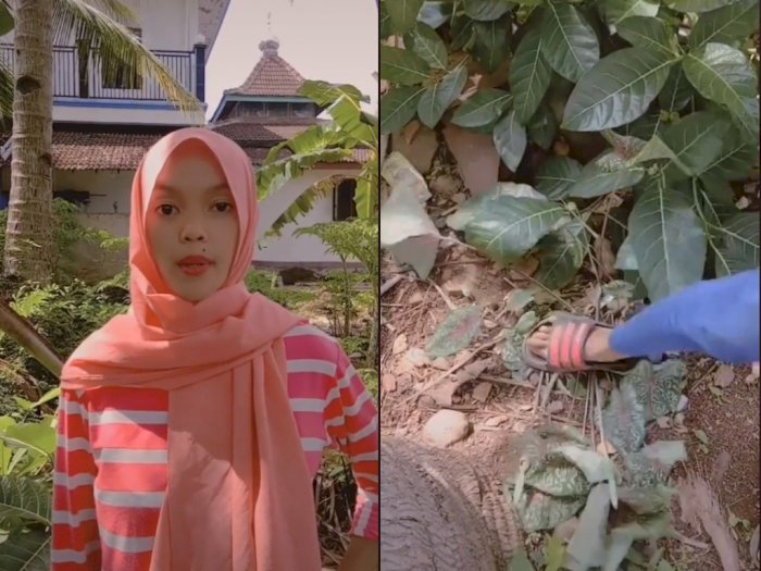Video Cewek yang Sebut Bunga Di Depan Rumahnya Sampah & Diinjak-injak, Bikin Netizen Geram