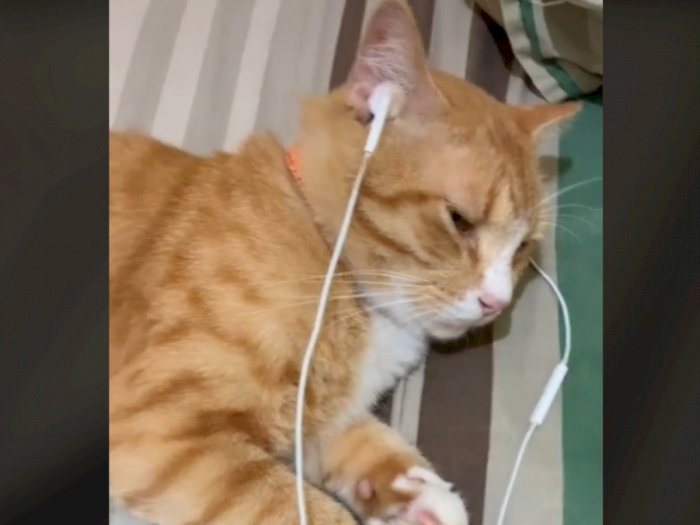 Viral Kucing Oranye Dirukyah oleh Pemiliknya, Tingkahnya Bikin Gemas