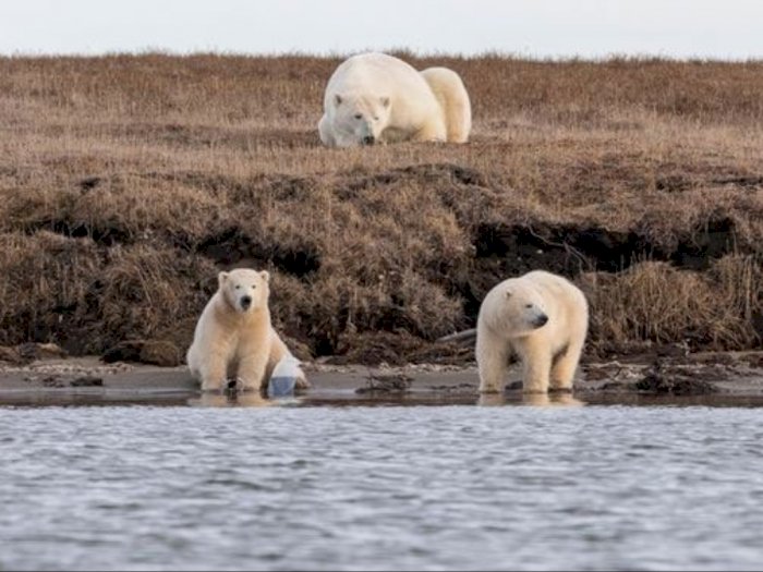 Foto-foto Memilukan Beruang Kutub Memperebutkan Sampah Plastik 