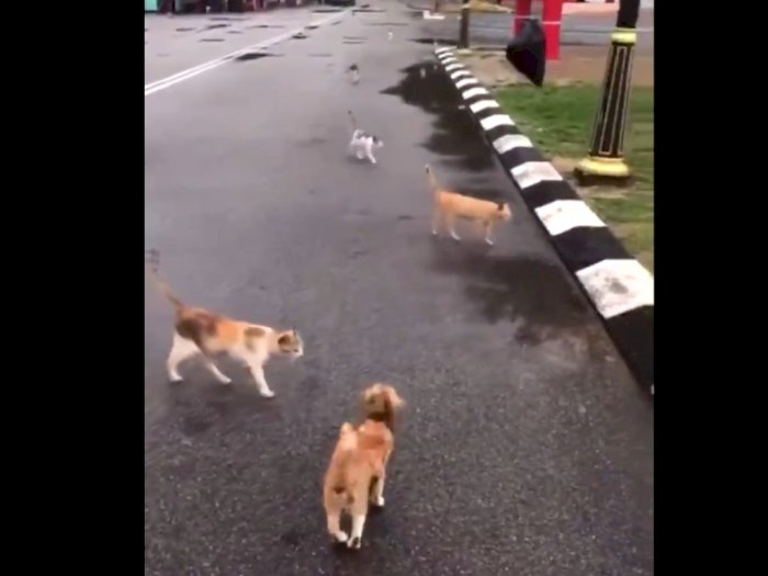 Video Kucing Terlanggar Motor, Tiba-tiba Ramai Kucing Lain Mendekat 