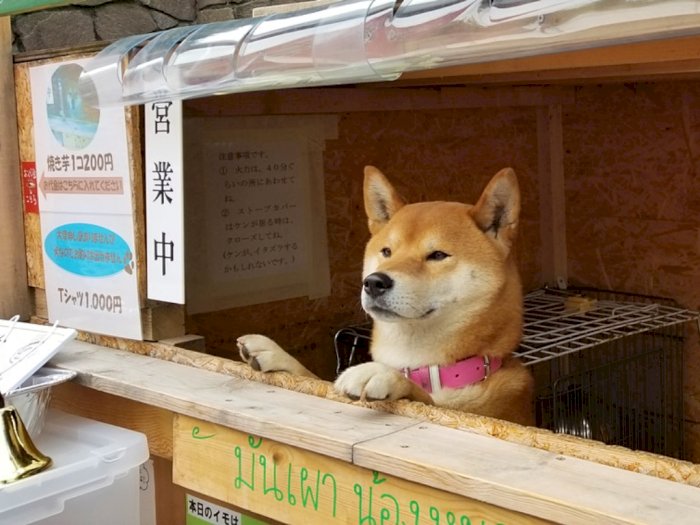 Menggemaskan! Seekor Anjing Kelola Sebuah Kios Ubi Panggang di Jepang
