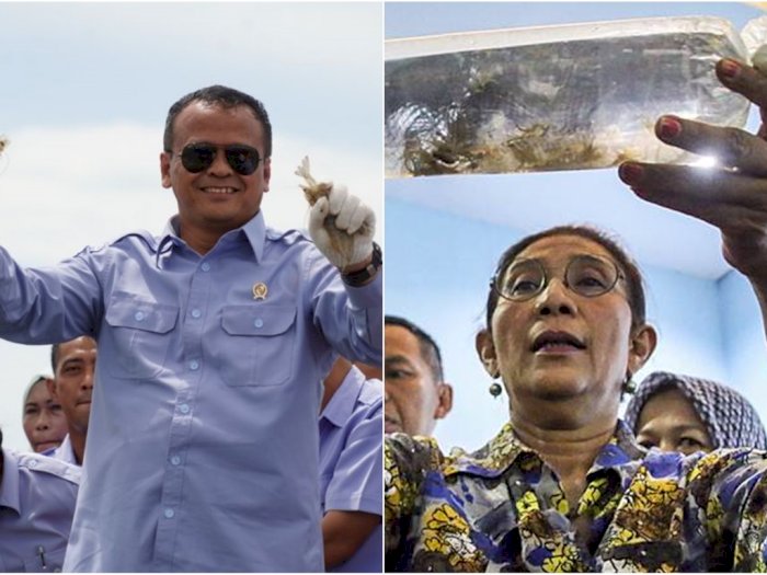 Sebelum Edhy Prabowo Ditangkap KPK, Susi Pudjiastuti Ingatkan Bahaya Ekspor Benih Lobster