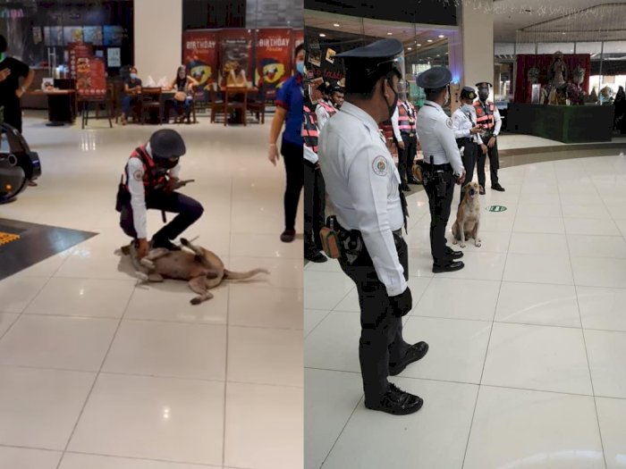 Anjing Liar Ini 'Ditahan' karena Masuk Mall, Kini Justru Diangkat Jadi 'Satpam'