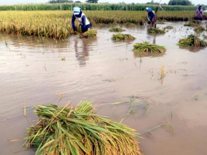 Ribuan Hektare Sawah Warga di Sergai Terendam Banjir, Petani Terancam Gagal Panen