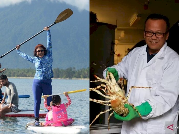 Susi Pudjiastuti Kecam Ekspor Benih Lobster: Bodoh Kita Kalau Masih Belum Ngerti