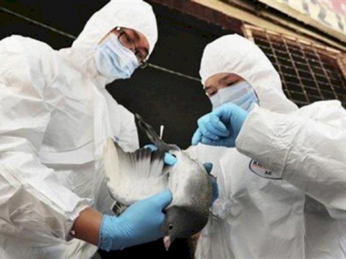 Wabah Flu Burung Melanda Korea Selatan