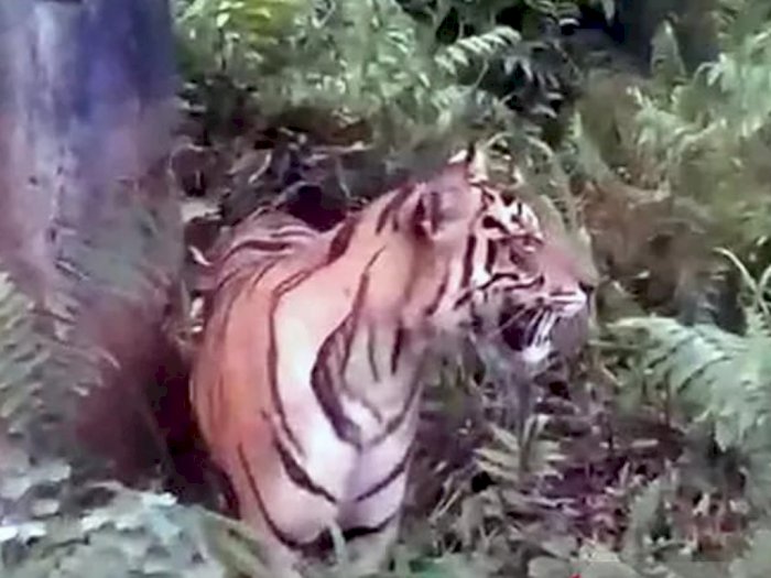 Seekor Harimau Berkeliaran di Permukiman Warga, Bikin Resah