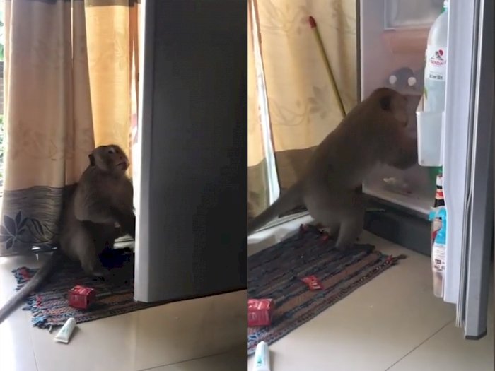 Bikin Gemas! Monyet ini Masuk ke Apartemen demi Curi Jus Jeruk di Kulkas