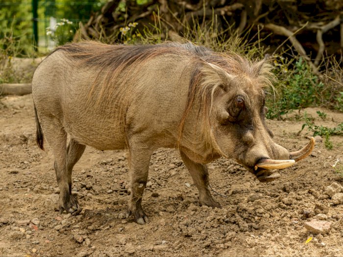 Heboh! Babi Hutan Masuk Mal di Malaysia, Pengunjung Terkejut