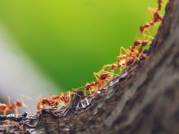Cari Tahu Rahasia Semut yang Tak Pernah Terjebak Macet