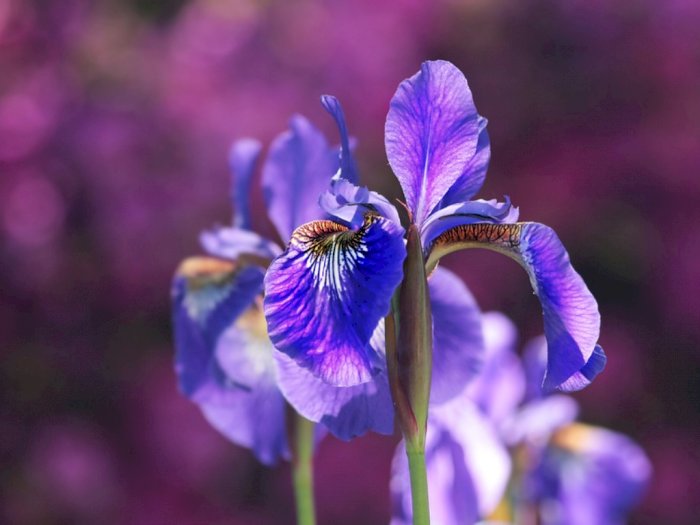 Mengenal Bunga Iris, Bunga Nasional dan Simbol Kerajaan Prancis