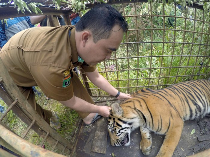 FOTO: Penangkapan Harimau Sumatera