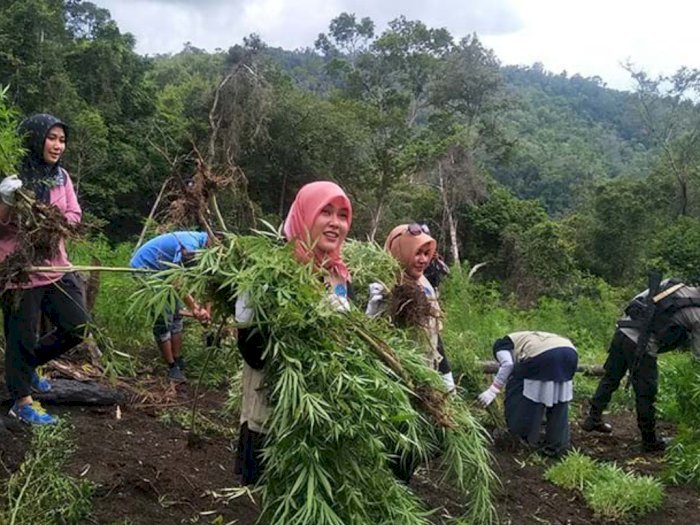 BNN Provinsi Aceh Musnahkan 4 Ladang Ganja di Aceh Besar di Lereng Bukit 