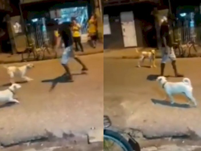 Viral Video Cara Menghadapi Anjing Galak, Netizen: Mana Sempat Keburu Panik