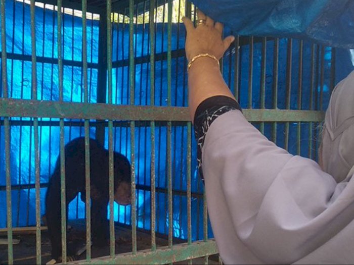 Terjerat Perangkap Babi, Kaki Kanan Beruang Madu Betina di Aceh Terpaksa Diamputasi
