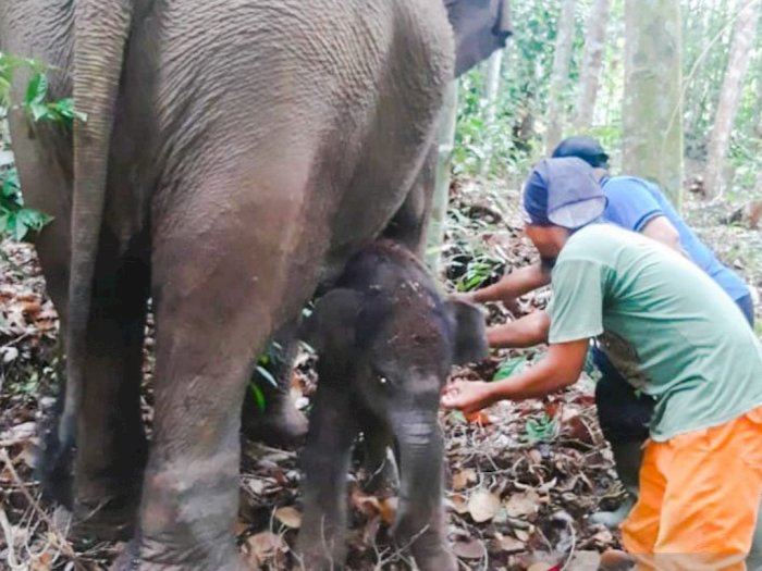 Bayi Gajah Berkelamin Jantan yang Baru Lahir di TNTN Menanti Diberi Nama
