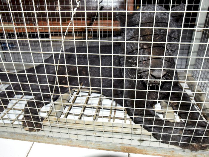 FOTO: Penangkapan Macan Tutul yang Masuk Perkampungan