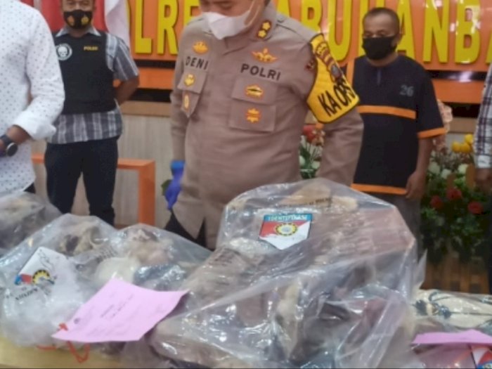 Terungkap Aksi Perdagangan Ilegal Organ Harimau Sumatra di Labuhanbatu, 2 Pelaku Diamankan