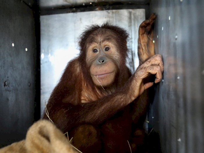 Ung Aing dan Natalee, Sepasang Orangutan Selundupan Kini Memulai Hidup Baru di Indonesia