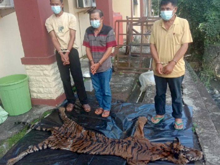 Menjual Kulit dan Organ Dalam Harimau Sumatera, Tiga Orang Berurusan dengan Polda Bengkulu