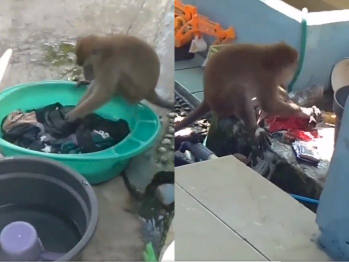 Viral Video Monyet yang Mencuci Pakaian, Netizen: Bisa-bisanya Dia Lebih Rajin dari Gue