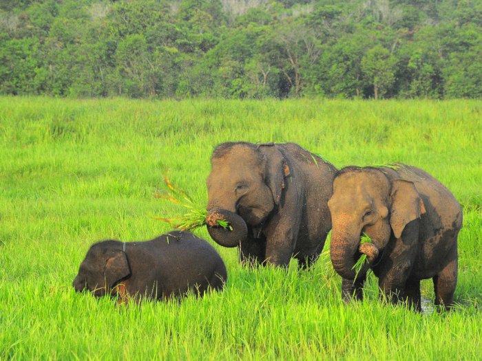 FOTO: Gajah Sumatra Taman Nasional Way Kambas