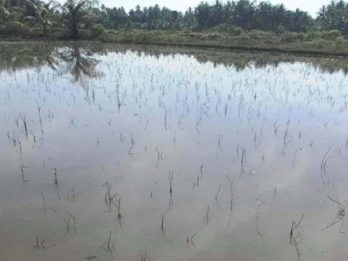 Gagal Panen, Petani Alami Kerugian Hingga 4,2 Milliar Akibat Banjir di Aceh Utara