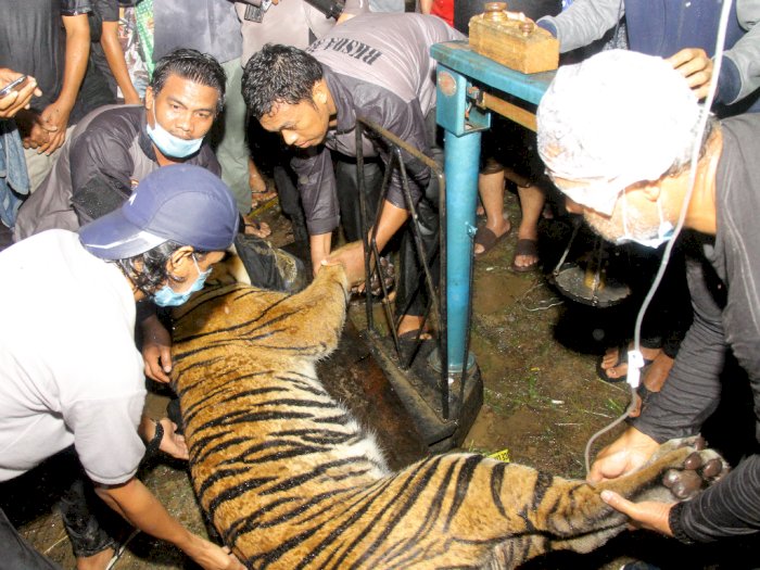 FOTO: Evakuasi Harimau Sumatera di Aceh