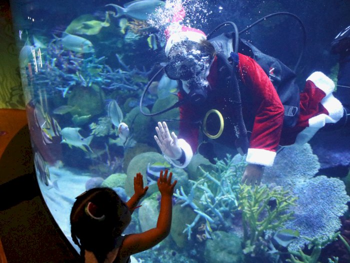 FOTO: Aksi Sinterklas Berenang di Akuarium Thailand Hibur Pengunjung