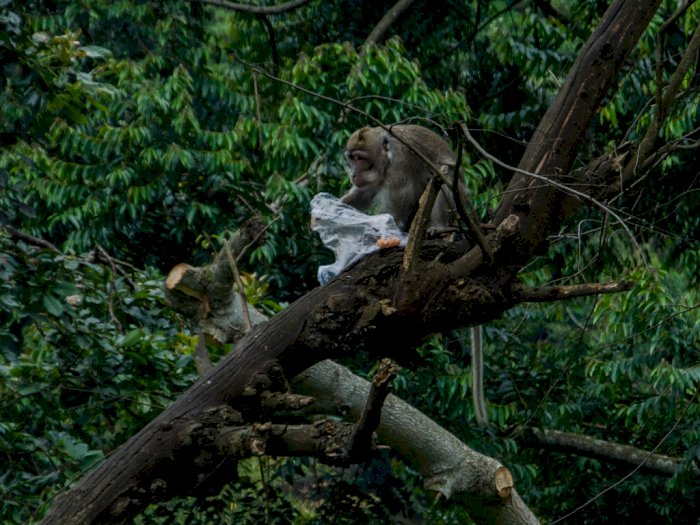 FOTO: Keberadaan Monyet Ekor Panjang di Hutan Cisarua