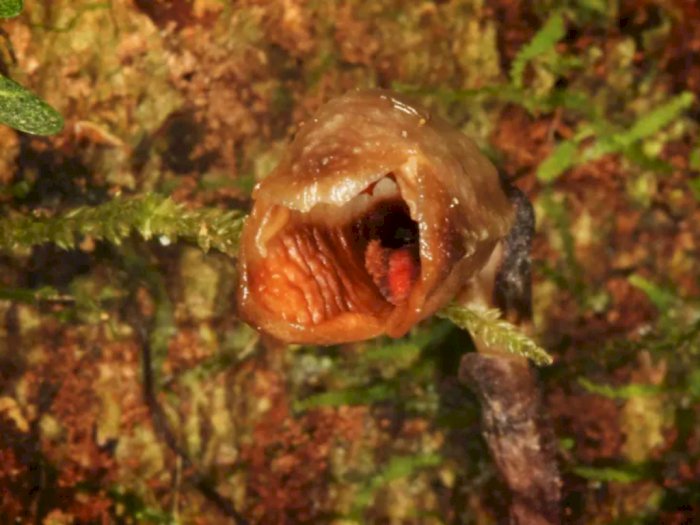 Gastrodia Agnicellus, Spesies Anggrek Paling Jelek di Dunia