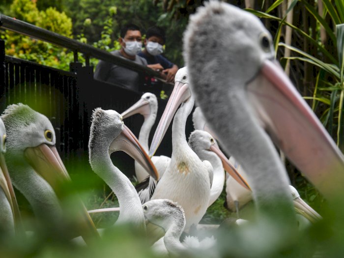 FOTO: Libur Panjang di Kebun Binatang Ragunan