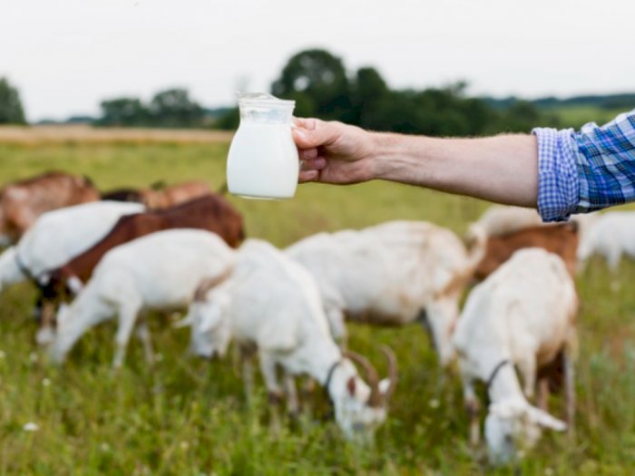 4 Manfaat Kesehatan Mengonsumsi Susu Kambing