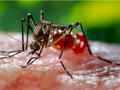 Puluhan Warga di Karanganyar Terjangkit Chikungunya Dalam Waktu Bersamaan