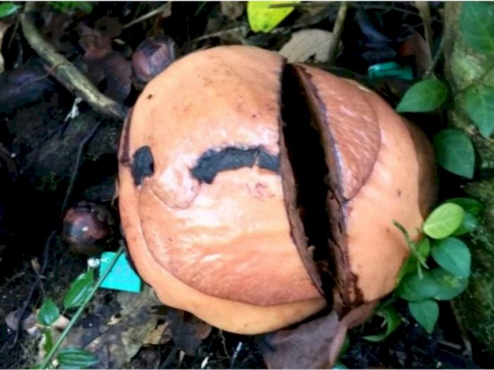 Diduga Dirusak Hewan Liar, 5 Bonggol Bunga Rafflesia di Sumbar Gagal Mekar Sempurna