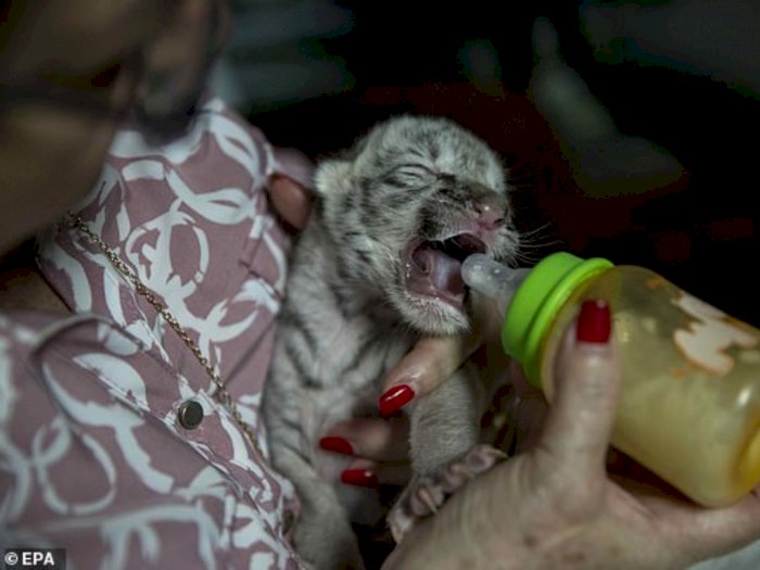 Bukannya Senang, Harimau Putih Yang Baru Lahir Ini Ditolak Oleh Induknya, Kasihan Banget
