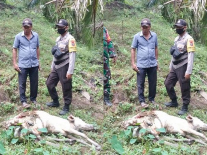Dua Ekor Lembu Milik Warga di Langkat Mati di Kebun Kelapa Sawit, Diduga Dimangsa Harimau
