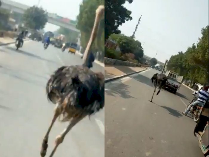 Viral Burung Unta yang Kabur dan Berlarian di Jalan Raya, Bikin Warga Geger