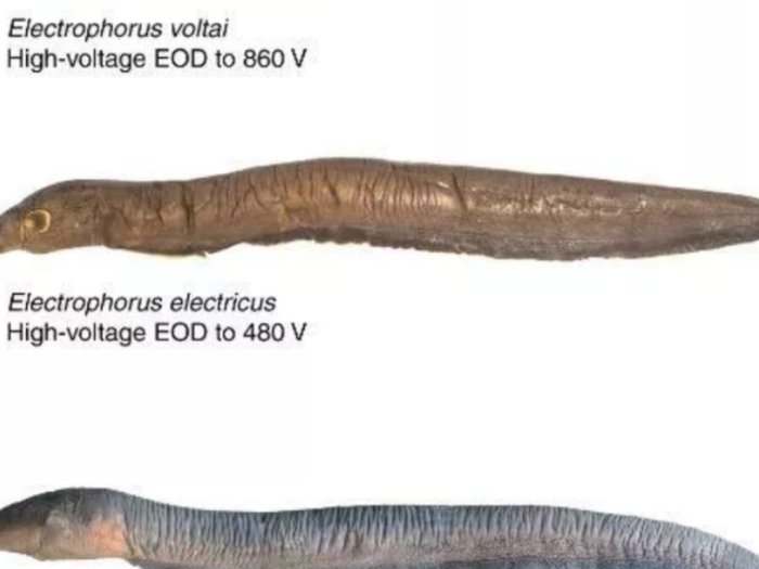 Inilah Fakta tentang Electrophorus Voltai!