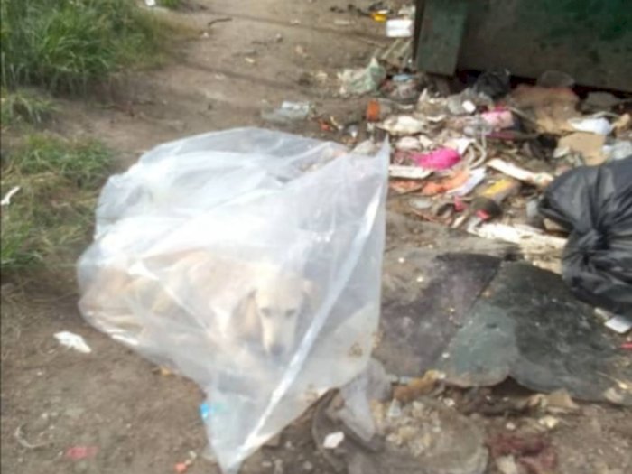 Tega! Anjing Ini Dibuang di Tempat Sampah, Ditemukan Terikat dalam Kantong Plastik