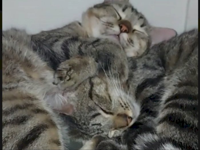 Viral Kucing Senang Tidur di Dalam Kulkas Pemiliknya, Pulas Banget Tidurnya Bikin Gemas