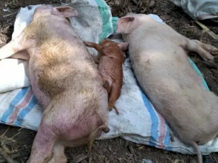 Waduh, Diduga Terserang Virus African Swine Fever, Ratusan Ekor Babi Mendadak Mati