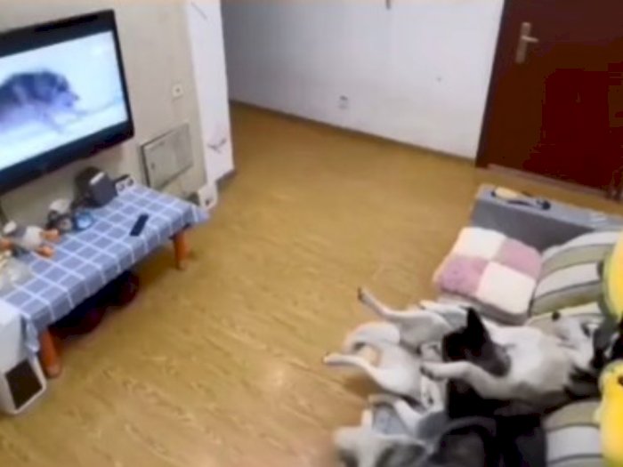 Ditinggal di Rumah Kedua Anjing Ini Duduk Santai Nonton TV, Netizen: Udah Kayak Bos