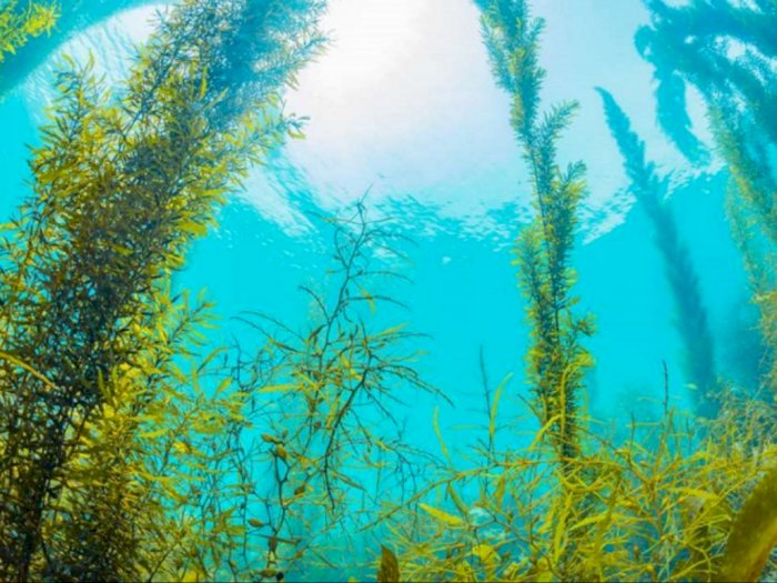 Manfaat Rumput Laut untuk Kecantikan, Bisa Mencerahkan Kulit! 