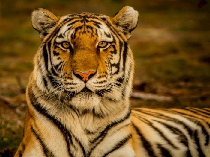Harimau Memangsa Lima Ekor Sapi Milik Gembala di Areal Kebun Sawit Langkat 