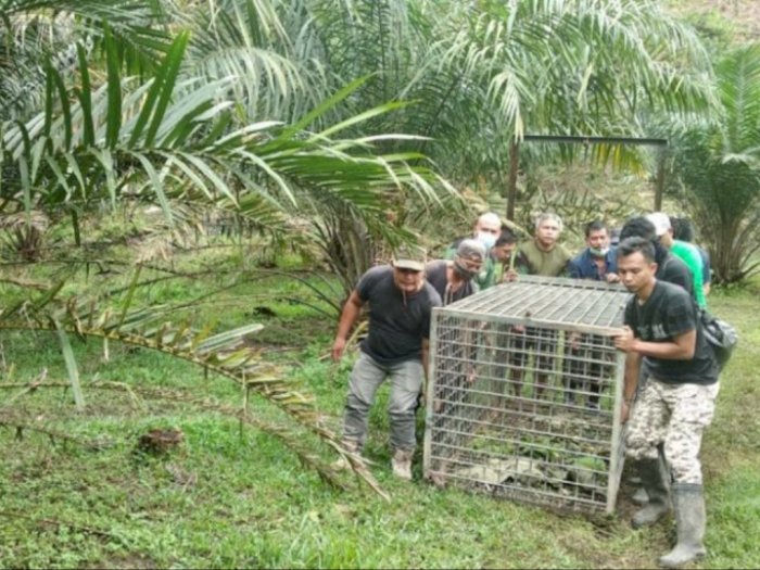 Usai Mangsa Hewan Ternak, Jejak Harimau Sumatera Ditemukan, Lokasinya di Desa Bukit Mas