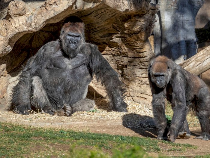 Tak Hanya Manusia, Dua Gorila di San Diego Positif Covid-19